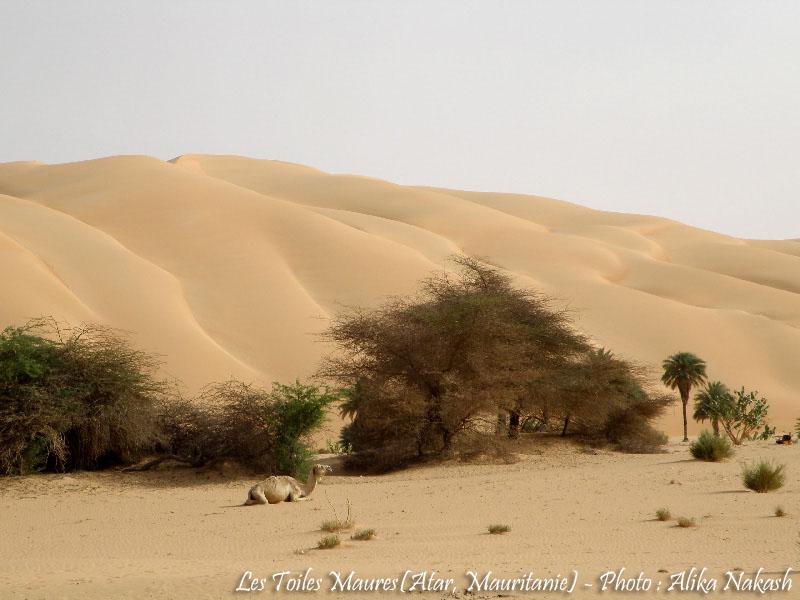 Adrar - Ocean